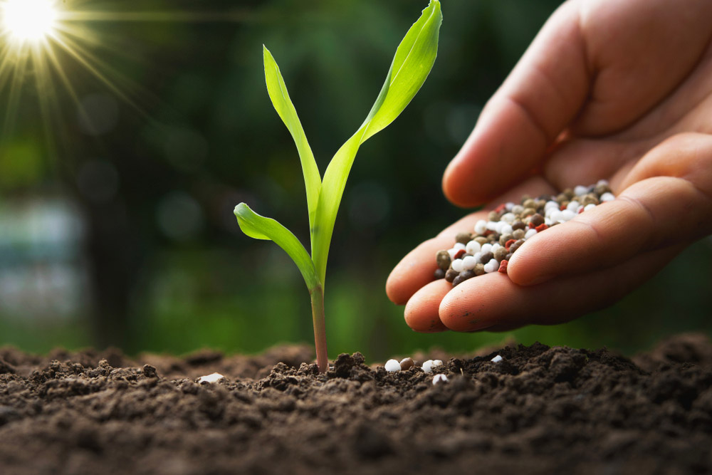 Global Grain Markets Navigate Hormuz Disruptions And Fertilizer Supply Risks