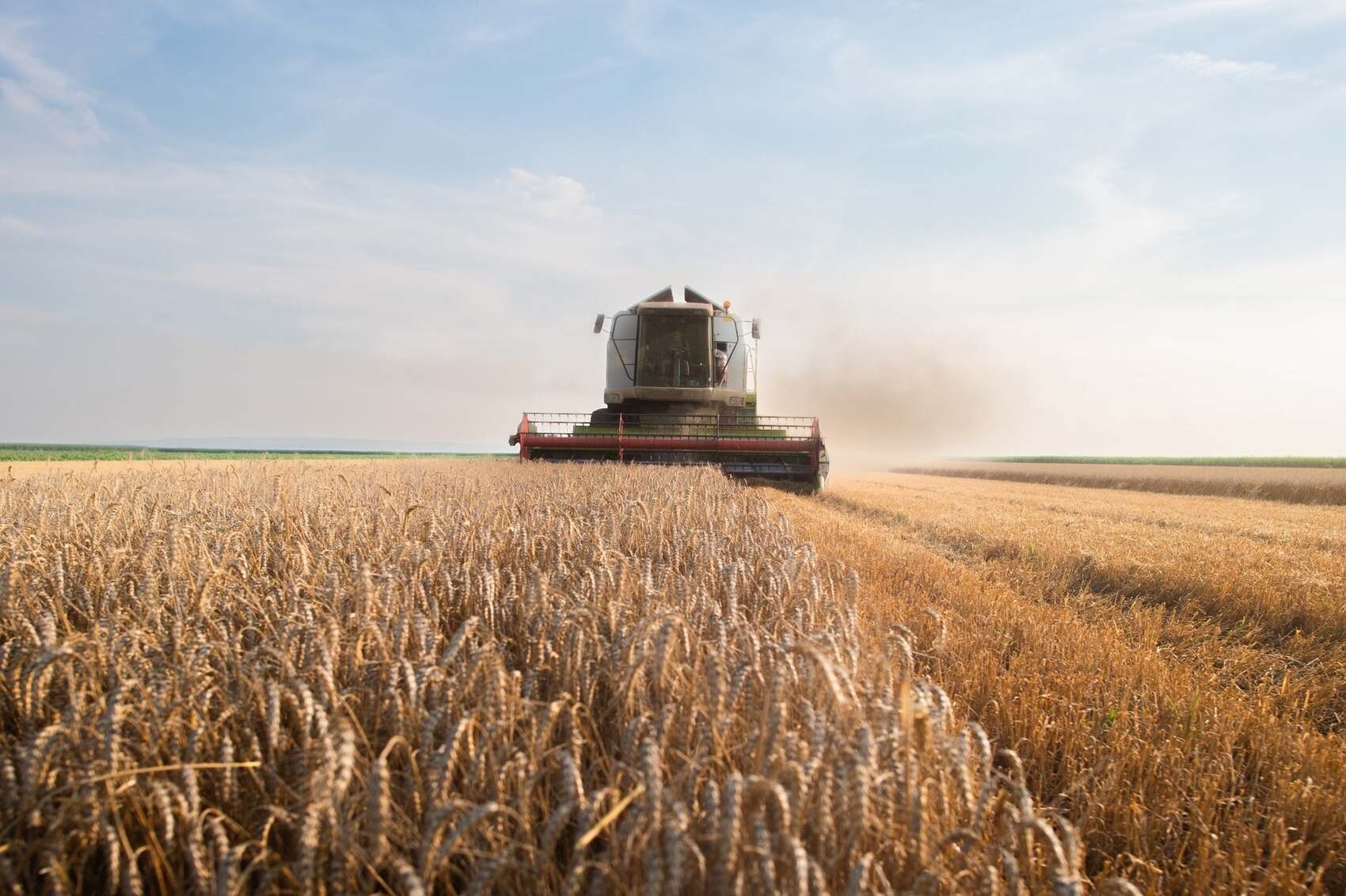 Wheat Market Wrap-Up 2025: Prices Fall Amid Volatility, Record Harvests